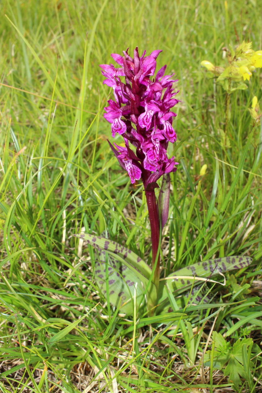 Dactylorhiza da determinare 2